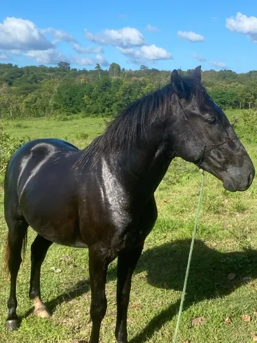 Potro com 2 anos e 2 meses pra vender ou trocar