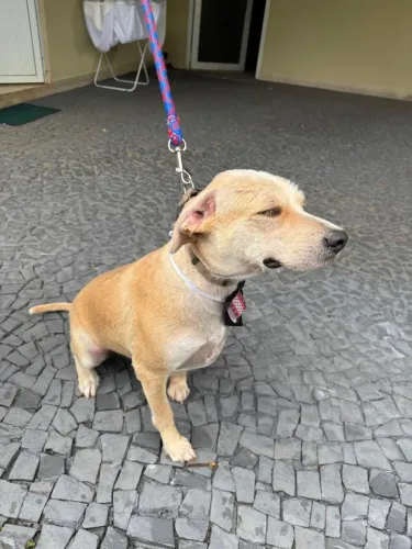 ADOÇÃO RESPONSÁVEL, DOA CACHORRO MACHO, 2 ANOS, CASTRADO, VERMIFUGADO- (62)- *.