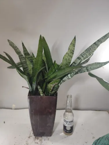 Espada-de-São-Jorge / Língua-de-Sogra - Touceira Grande no Vaso
