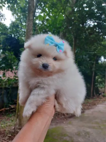 filhote spitz alemão, O filhote dos seus sonhos pode ser seu hoje!