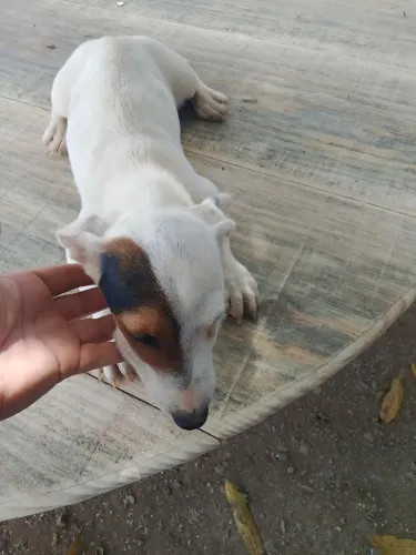 Vendo lindo filhote de Jack Russel 
