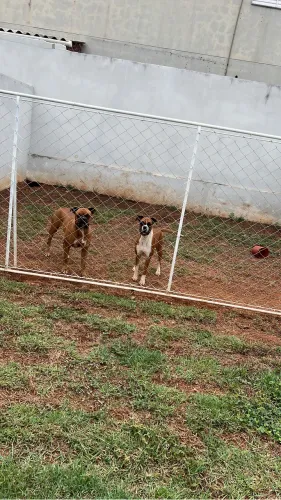 Doa-se casal de  boxer 