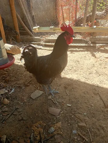 Vende-se galos da raça gris cendré