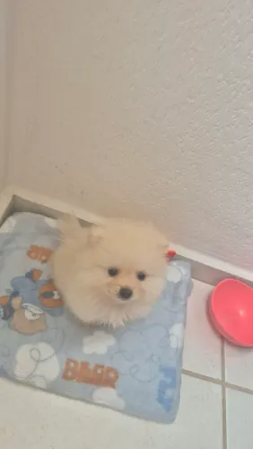 Filhote spitz alemão
