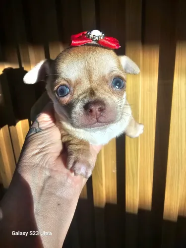 Cachorro