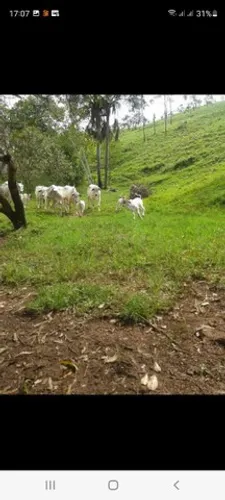 Fazenda em Santa Tereza sentido Ponte Alta.