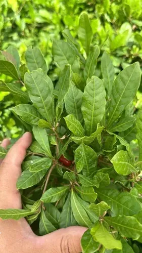Muda Fruta do Milagre Produzindo