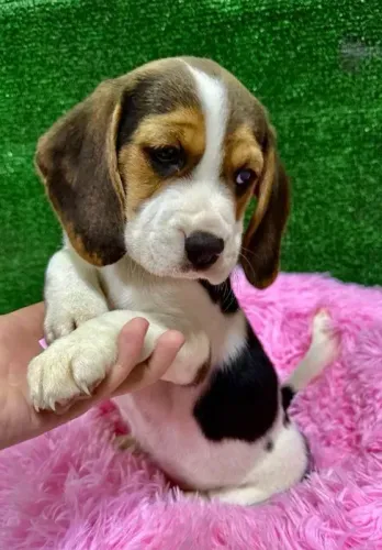 Beagle: Paciente e Brincalhão, Perfeito para o Seu Lar!