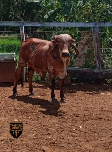 Vendo um dos dois tourinhos gir leiteiro, Niquelândia-GO 