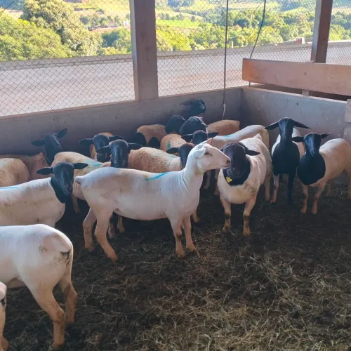 ovelhas e cabras prenhas, ovinos e Consultoria