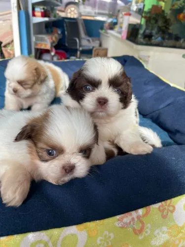 Shihtzu machinho fofissimo 