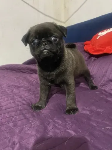 Pug O Cão com a Personalidade Mais Divertida que Você Vai Conhecer!