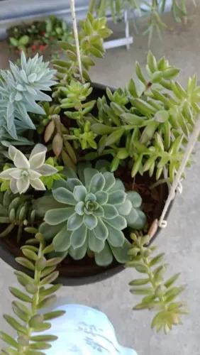Arranjo de Suculentas em Vaso Pendente