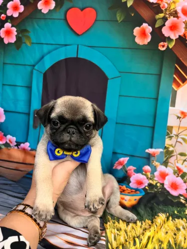 Pug lindos filhotes Machos entrego pedigree 