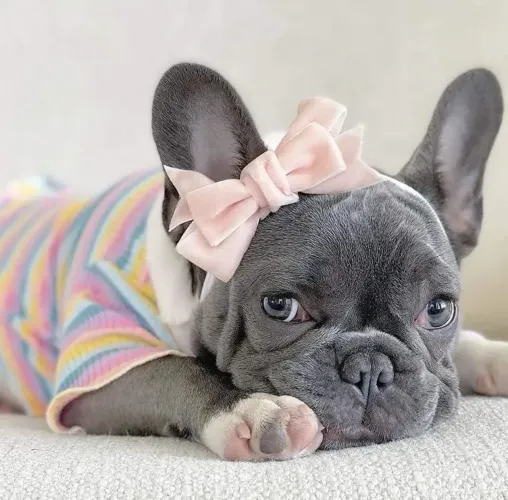 Filhote de Bulldog Francês laço rosa e roupa colorida 