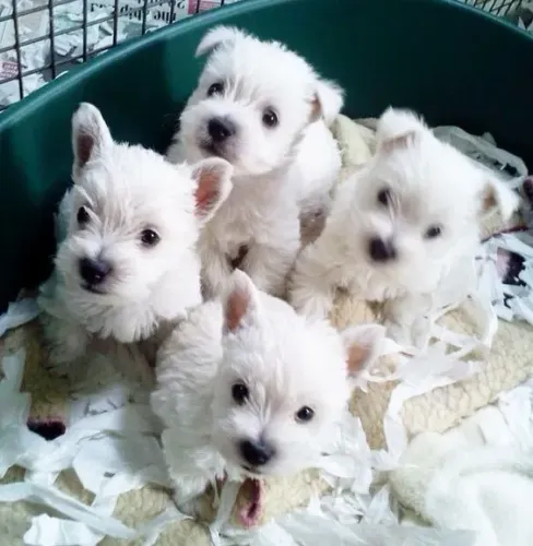 Filhotes Dócil  de West Terrier à Venda!