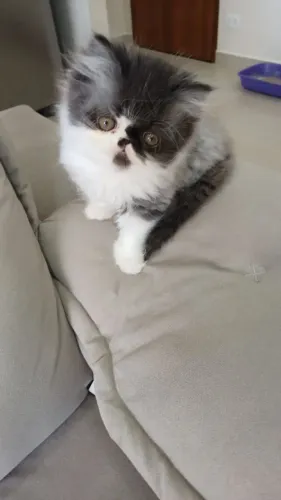 Persa lindos filhotes