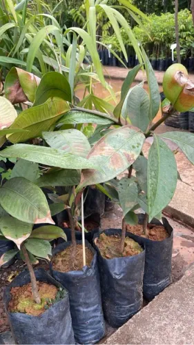 Mudas de Mangostão Roxo Legítimo 