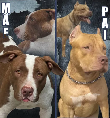 AMERICAN PITBULL TERRIER