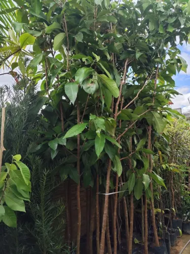 MUDAS DE JAMBO ROXO ( PRÓXIMO DE PRODUZIR ) A PARTIR DE 2 METROS DE ALTURA  