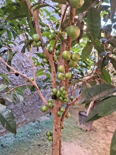 Jabuticaba híbrida carregada