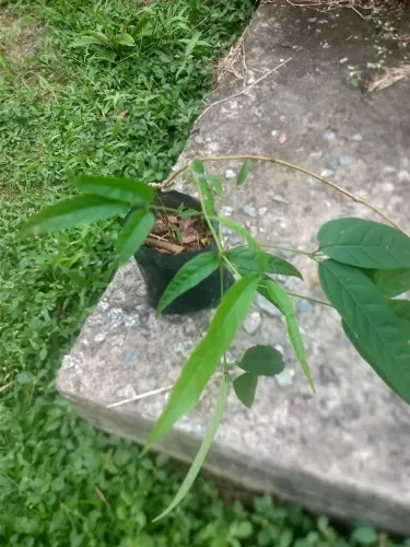 Mudas de Crajiru (Arabidaea Chica)