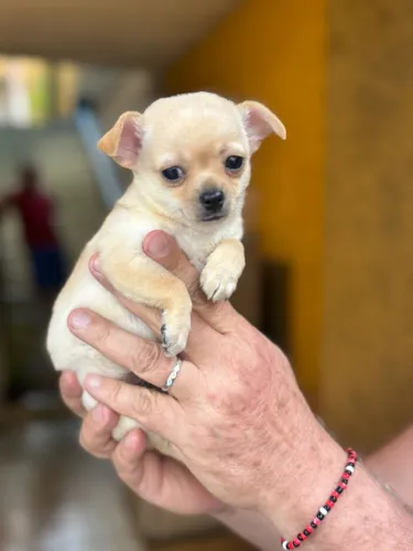 Chihuahua macho temos vídeo dele