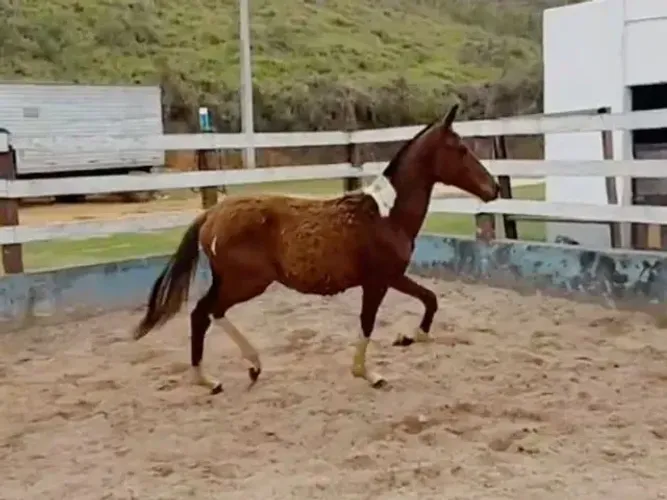 Potra luxo de pista, 9 meses, registrada 30 parcelas de R$ 400,00