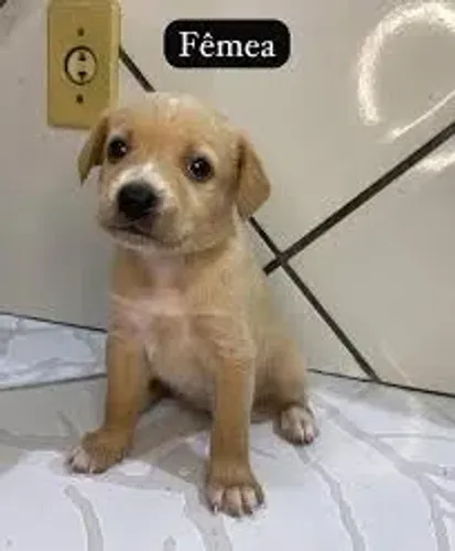 WHATSAPP * | FILHOTES DE CACHORRO PARA ADOÇÃO ?
