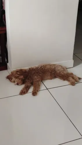 Lhasa Apso fêmea - 5 meses