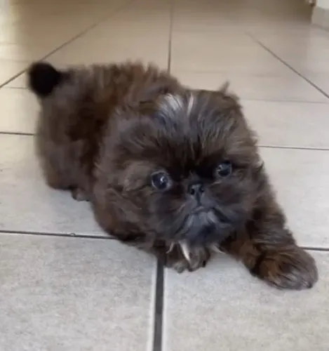 Filhotes de Shih Tzu | Doçura em forma de cachorro.