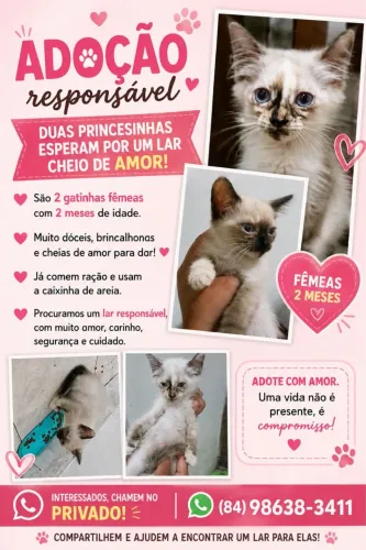 Adoção de gatinho