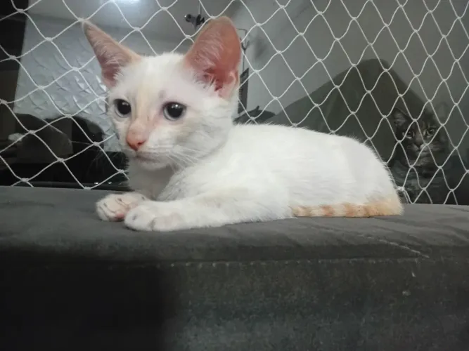 Filhote de gato doação 