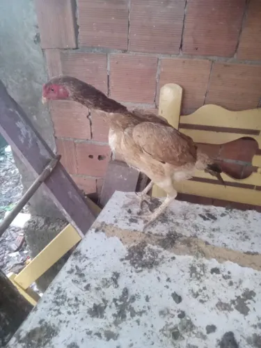 1 galinha e 2 frangas de procedencia