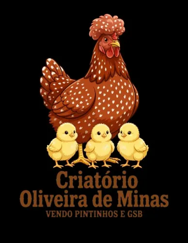 Vendo pintinhos gsb e ovos também 