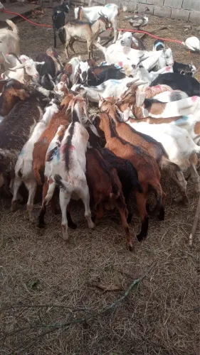 Cabras e bodes a venda