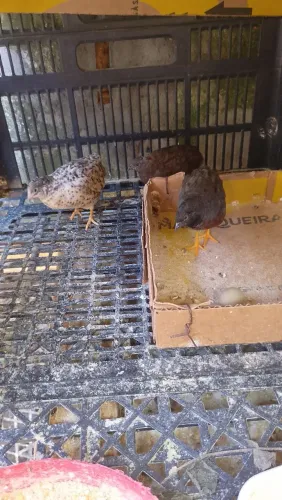 Vendo essas codornas chinesas as 3 por 50 reais