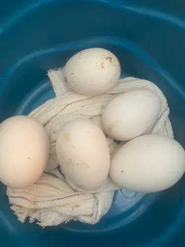 Ovos de ganso sinaleiro férteis