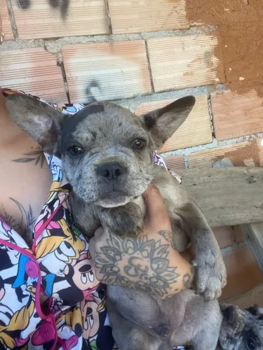 Vendo Buldogue Francês Merle