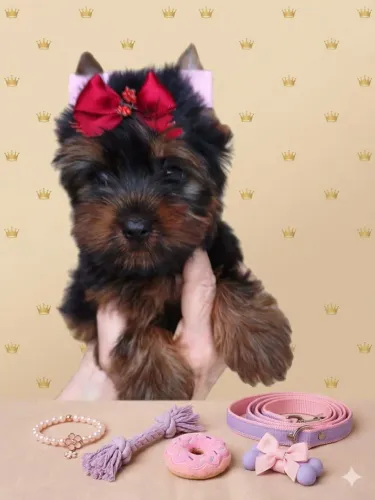 Amigo de quatro patas criação com amor e carinho