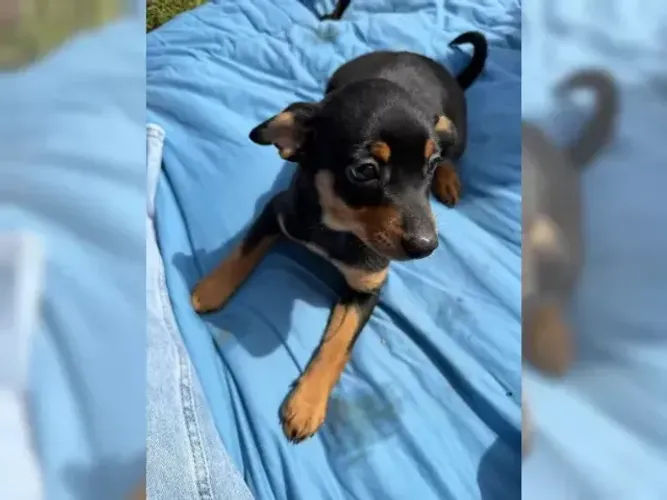 Filhotinhos dócil e esperto Pinscher/Pincher/Pinsher/Pintier
