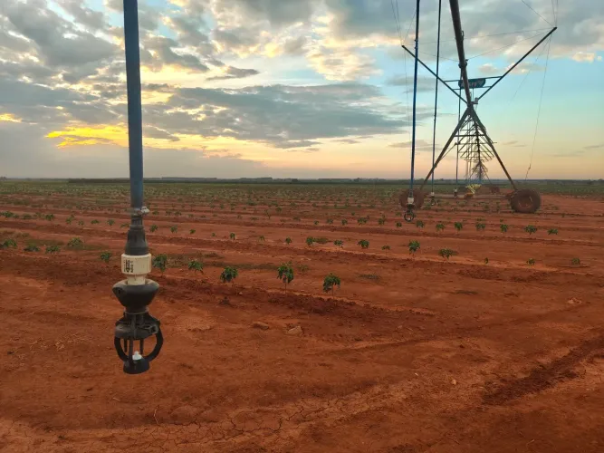 FAZENDA DE CAFÉ COM ALTA PERFORMANCE COM 470HEC, NA COMARCA DE PRESIDENTE OLEGÁRIO