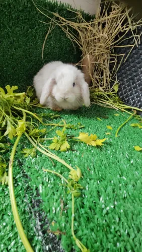 Coelho filhote Mini Lop Uruguaio 