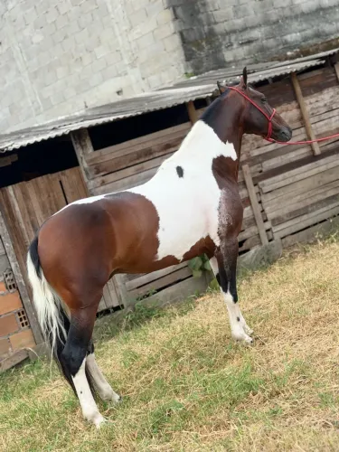 Cavalo MM de patrão com Registro