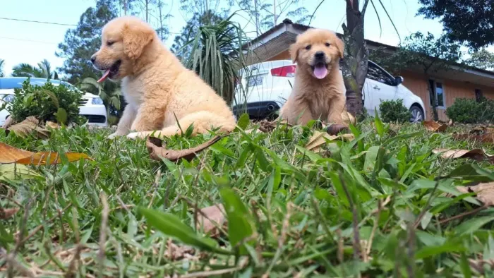 Golden Retriever Documentação Pedigree