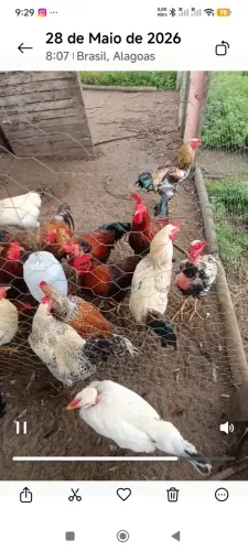 48 Frangos e frangas 