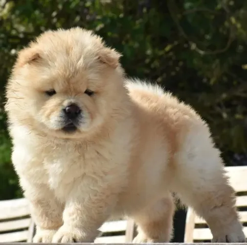 Filhote Chow-chow, A felicidade está a um latidinho de distância!