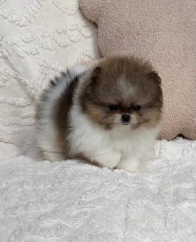 Spitz alemão anao (Lulu da pomeranea)