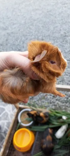 Vendo porquinho da índia filhote