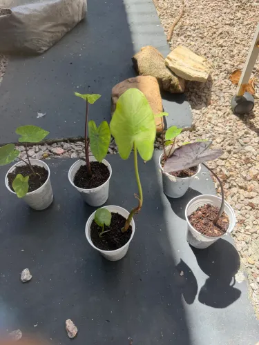 Mudas de colocasia 
